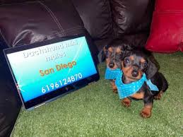 We specialize in longhaired miniature dachshunds, but also sometimes have smooth coat and wirehaired puppies available. Dachshund Puppies San Diego California United States