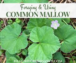Image result for Malva neglecta