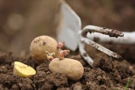 Kartoffeln aus dem eigenen garten sind einfach köstlich. Kartoffeln Pflanzen Tipps Zum Anbau Der Erdapfel Gemusegarten Und Krauter Garten