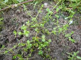 Image result for Linderniaceae