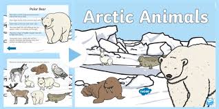 This bear may stand 11 feet tall. Winter Arctic Animals Powerpoint North Pole