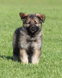 Check spelling or type a new query. Shiloh Shepherd Puppy Photo Shiloh Shepherd Shiloh Shepherd Dog Shepherd Puppies