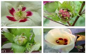 Image result for Gossypium triphyllum