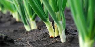 Menanam daun bawang di air. Cara Budidaya Tanaman Bawang Daun Epetani Com