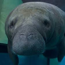 Noun manatee (plural manatees or manatee). Adopt A Manatee Mote Marine Laboratory Aquarium