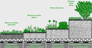 systemes de vegetalisation extensive pour toitu vegetalisation toit vegetalise toiture vegetalise