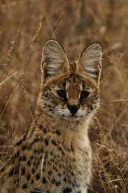 Pin On Photo Animaux