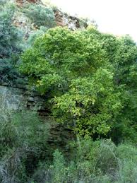 Image result for Celtis africana