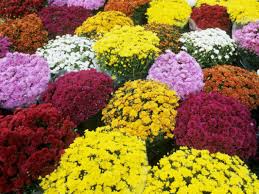 We did not find results for: Maplehurst Florist Essex Junction Vt 05452 Delivering Fresh Flowers And Gifts