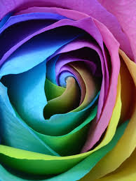 Download and use 40,000+ rose wallpaper stock photos for free. Colorful Rose Wallpaper Wallery
