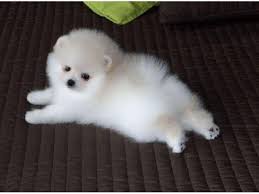 Similar to the ways that humans develop, pomeranian pups also have a predictable pattern of steps, although there has never been any official agreement regarding the exact ages a puppy may be when each step is taken. Adorable Pomeranian Puppies Pomeranian Puppy White Pomeranian Puppies Cute Pomeranian