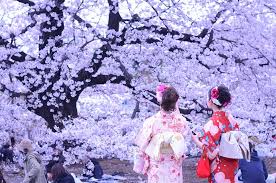 Kini tak perlu pergi ke negeri matahari terbit. Jadwal Sakura Jepang 2020 Review Jalan Jalan Ke Jepang