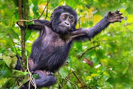 Gorillas In The Mist