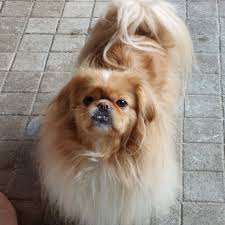 Image result for pekingese