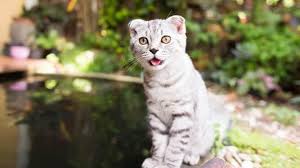 Eine neue katze nach hause bringen. Warum Bringen Katzen Mause Nach Hause 9 Typische Verhaltensweisen Tiergesund De
