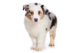 * 1 year health guarantee/sales contract, this also includes a 15 day guarantee from the date of purchase against diseases including. Australian Shepherd Aussie Puppies For Sale Akc Puppyfinder