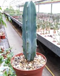 Image result for Myrtillocactus geometrizans