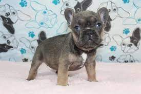 Sable french bulldog full grown. Blue Tri Sable French Bulldog Www Gaugerslittlebullies Com