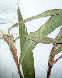 Image result for Persicaria madagascariensis