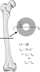 The best selection of royalty free bone cross section vector art, graphics and stock illustrations. The Role Of Cross Sectional Geometry Curvature And Limb Posture In Maintaining Equal Safety Factors A Computed Tomography Study Brassey 2013 The Anatomical Record Wiley Online Library