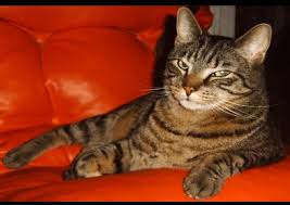 We did not find results for: Sein Tun Und Lassen Dokument