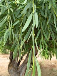 Image result for Boscia filipes