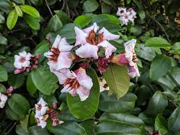 Image result for Strophanthus eminii