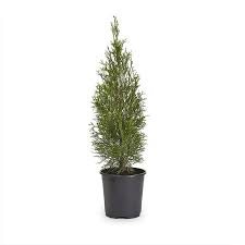Three kinds of quarts are currently used: 2 5 Quart Emerald Green Arborvitae Screening Shrub In Pot L5480 In The Shrubs Department At Lowes Com