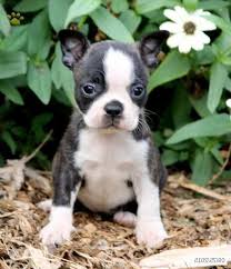 Anyone who owns a boston terrier of color and would like to have their dog properly color registered you may do so by contacting the akc special. Baby Boston Terrier For Sale Petsidi