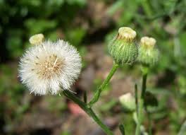 Image result for Conyza