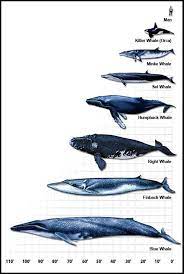 Photoshop Whale Whale Chart Blue Whale