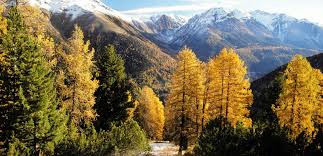 The swiss national park (romansh: Crusch Alba Swisslodge Schweizer Nationalpark