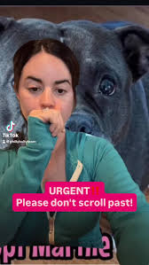 Adopt Kiki: Energetic Philly Bulldog Mix Puppy Needs Active Home!