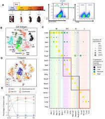Maybe you would like to learn more about one of these? Diverse Homeostatic And Immunomodulatory Roles Of Immune Cells In The Developing Mouse Lung Revealed At Single Cell Resolution Biorxiv