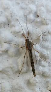 Das hängt von der anzahl der personen ab, die im haushalt leben. Wie Heisst Dieses Insekt Und Wie Kann Ich Es Vertreiben Habe Hunderte Davon An Der Hauswand Sitzen Und Die Wurden Wahnsinnig Gerne In Die Wohnung Kommen Insekten Mucken