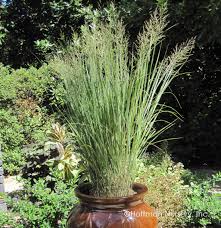 Image result for Panicum novemnerve