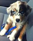 Australian Shepherd Mix Puppies For Sale | Greenfield Puppies