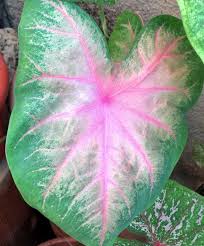 Maybe you would like to learn more about one of these? Caladium Exotic Desert Gardening