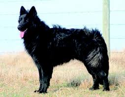 We did not find results for: Shiloh Shepherd Dog Breeders Puppies In Canada Canadian Dogs