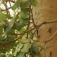 Image result for Ficus sycomorus
