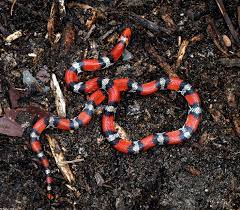 Cemophora Coccinea Wikipedia The Free Encyclopedia Reptile Snakes Reptiles Sea Snake