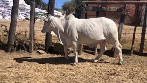 Brahman cattle are available for sale at our ranch throughout the year. Pilossof Ruvale Brahmans Beefmasters Home Facebook