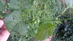 Maybe you would like to learn more about one of these? Plant Identification Closed Garden Plant W Small White Flower Small Green Black Berry 2 By Pistolpcd