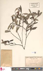 Image result for Hypericophyllum compositarum