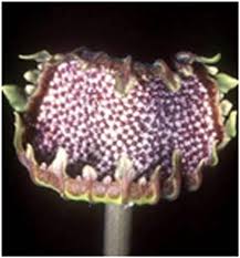 Image result for Dorstenia nyungwensis