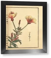 Image result for Oenothera tetraptera