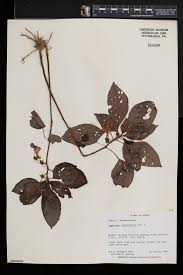 Image result for Impatiens gomphophylla