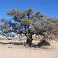 Image result for Acacia haematoxylon