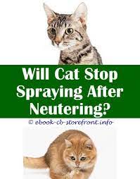 9 Fine Tips And Tricks Homemade Cat Repellent Spray For Furniture Rosemary Vinegar Lemon Juice How Do Cats Spray Bengal Cat Spraying Neutered Male Cats A Pantis