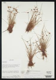 Image result for Lipocarpha